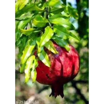 Pomegranate Plant